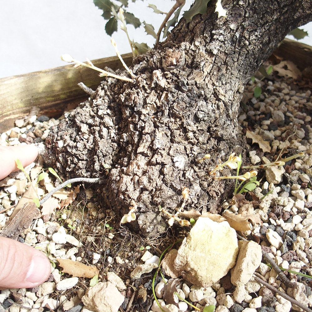 Freilandbonsai Quercus coccifera - Eiche 