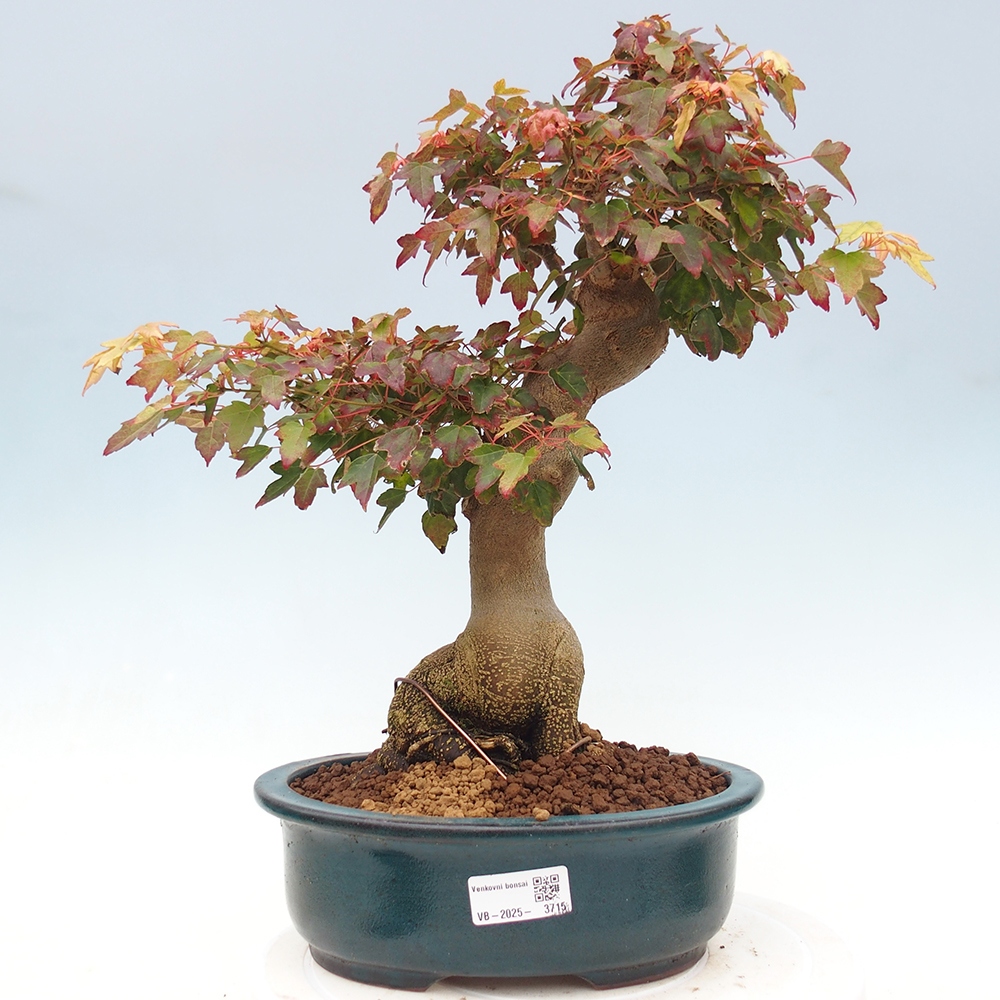 Bonsai im Freien - Ahorn Buergerianum - Burger Maple