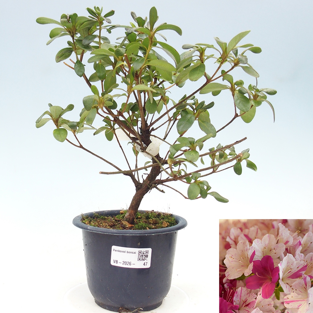 Bonsai für draußen - Japanische Azalee - Azalee Kaminoyamakirin