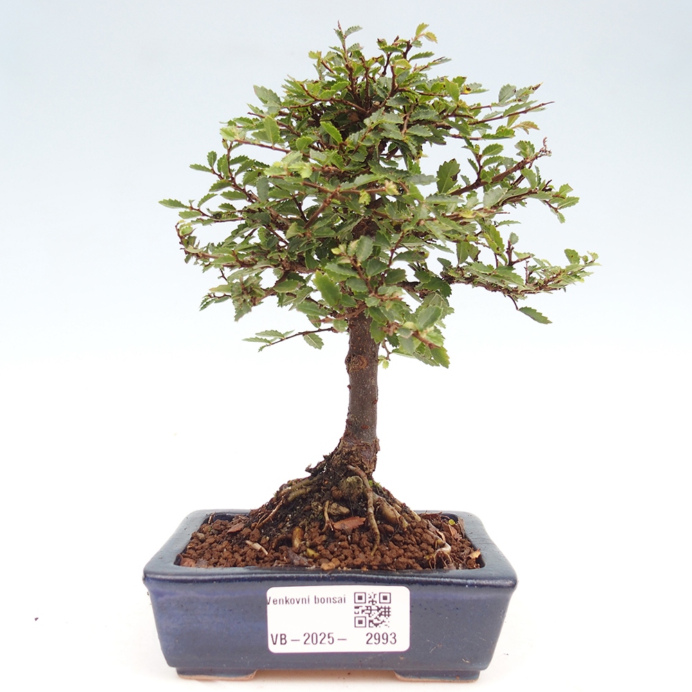 Bonsai im Freien - Ulmus parvifolia Sagei - Kleinblättrige Ulme