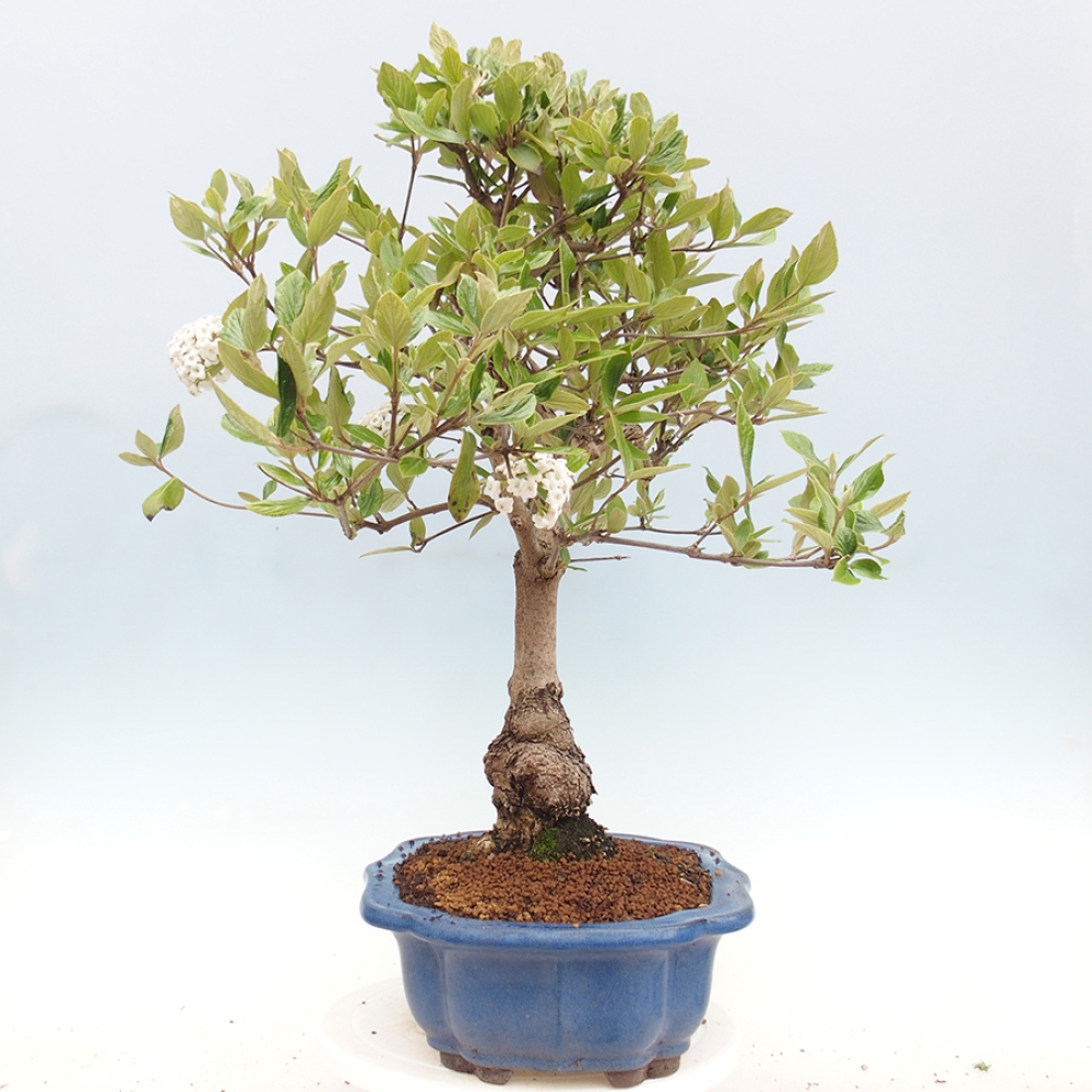 Outdoor-Bonsai-Kalina Bodnanská - Viburum carlesii
