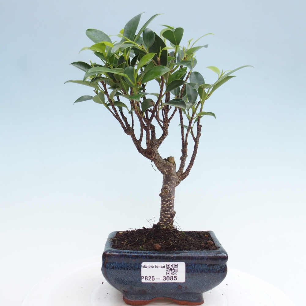 Zimmerbonsai - Kleinblättriger Ficus - Ficus kimmen