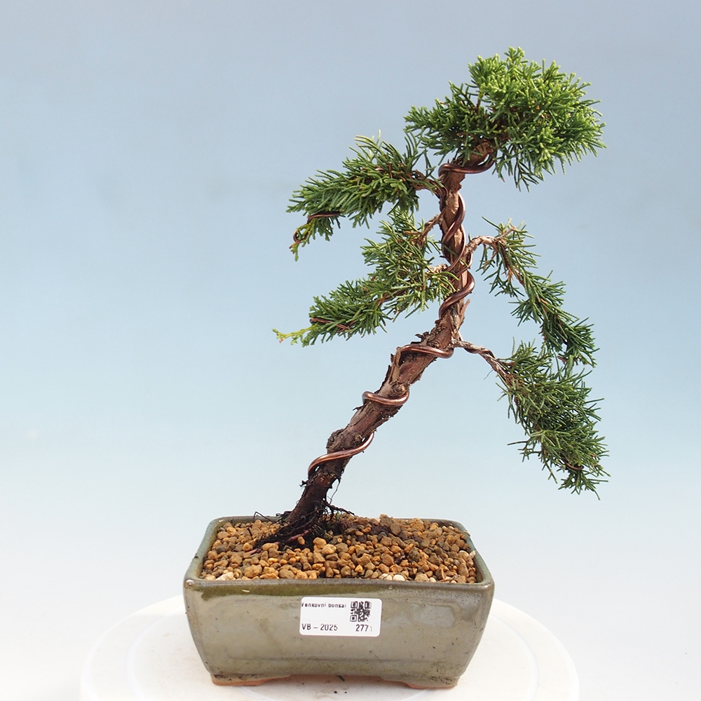Bonsai im Freien - Juniperus chinensis Kishu - Chinesischer Wacholder