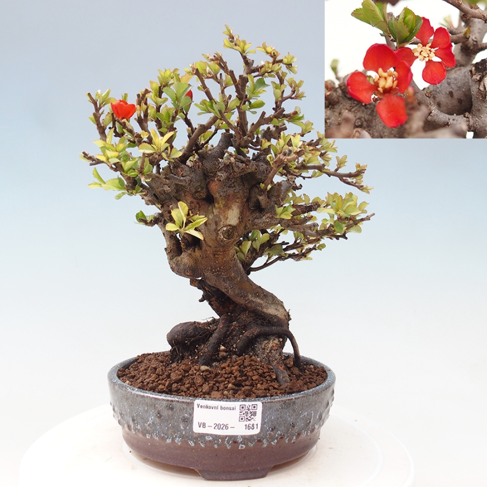 Bonsai für draußen - Chaneomeles speciosa - Quitte
