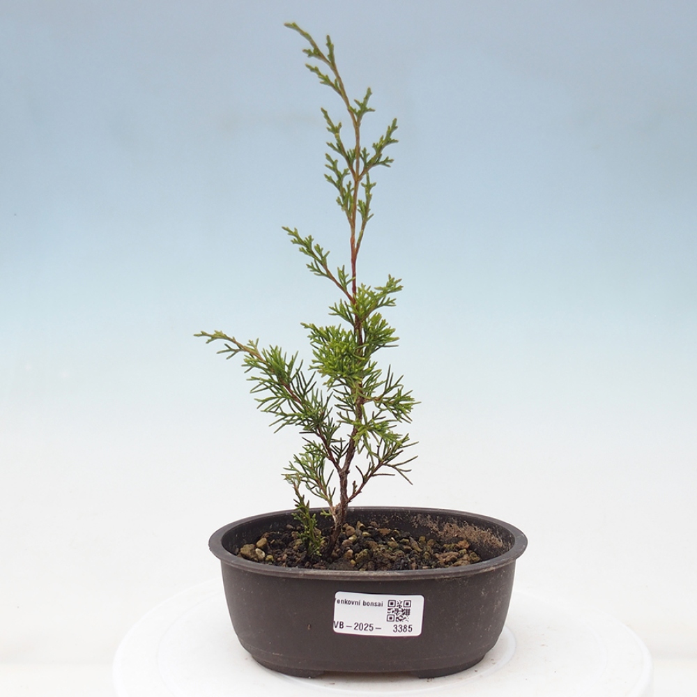 Outdoor bonsai - Juniperus chinensis Itoigawa - Chinese juniper
