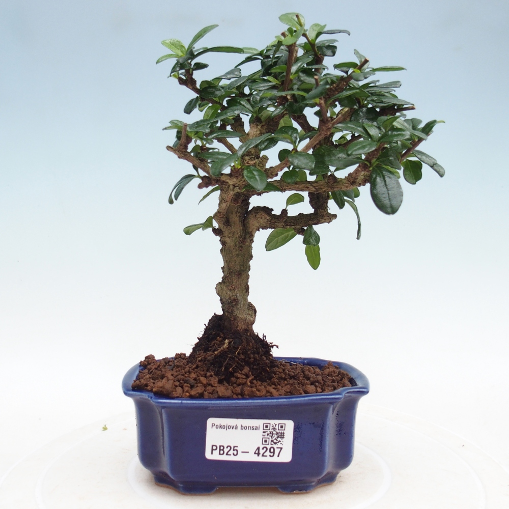 Zimmer-Bonsai - Carmona macrophylla - Tee-Fuki