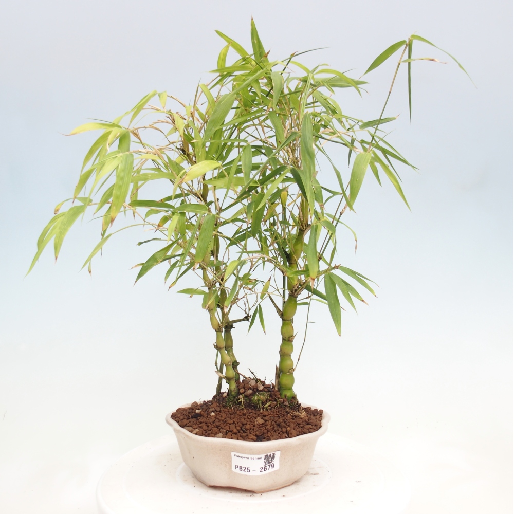Zimmerbonsai - Bambus-Buddha-Bambus-Buddha-Bauch