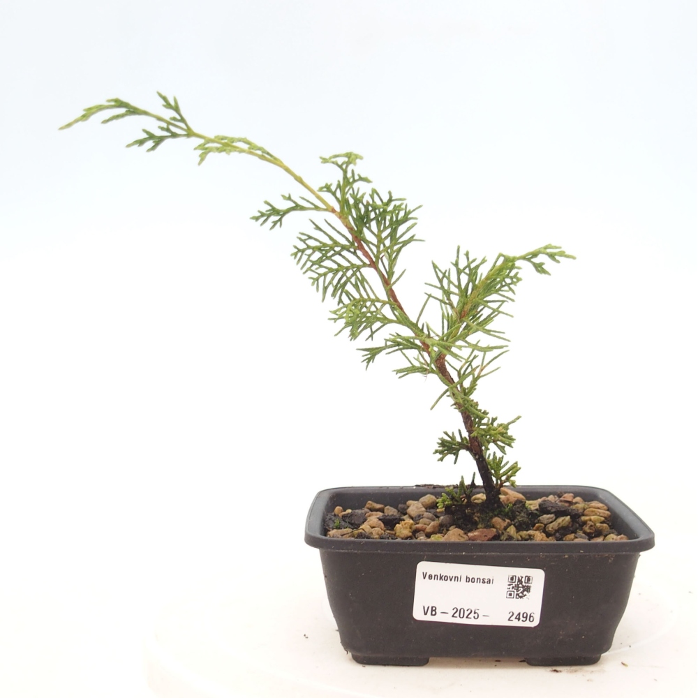 Outdoor bonsai - Juniperus chinensis Itoigawa - Chinese juniper