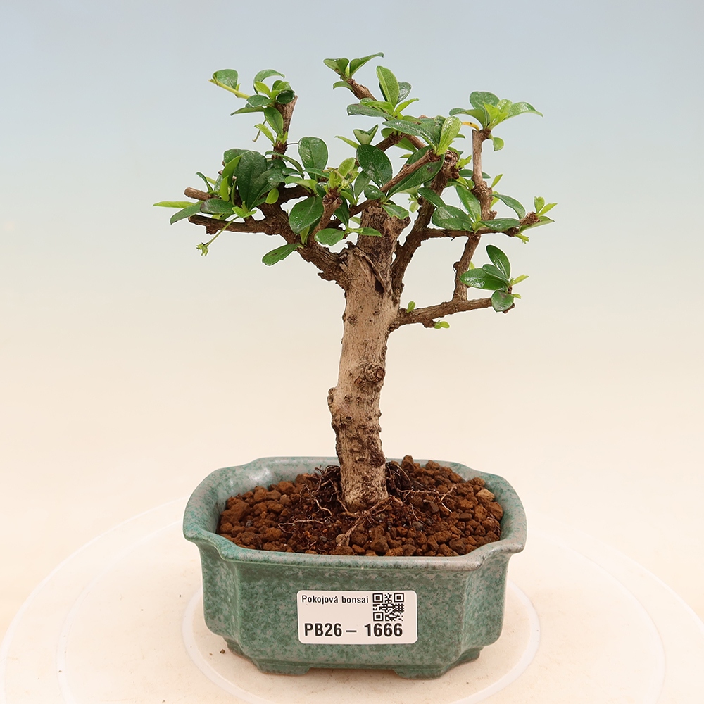Zimmer-Bonsai - Carmona macrophylla - Tee-Fuki