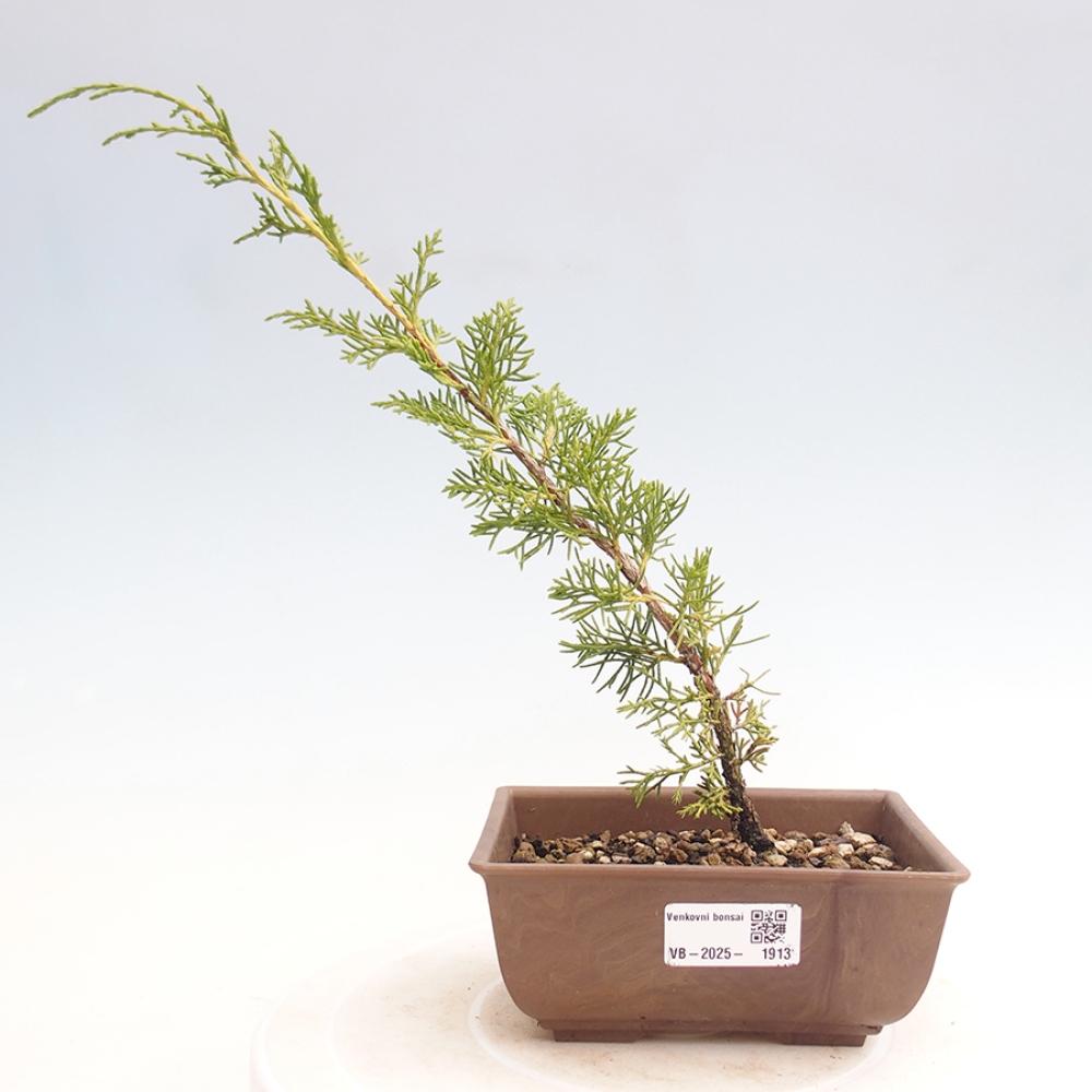Outdoor bonsai - Juniperus chinensis Itoigawa - Chinese juniper