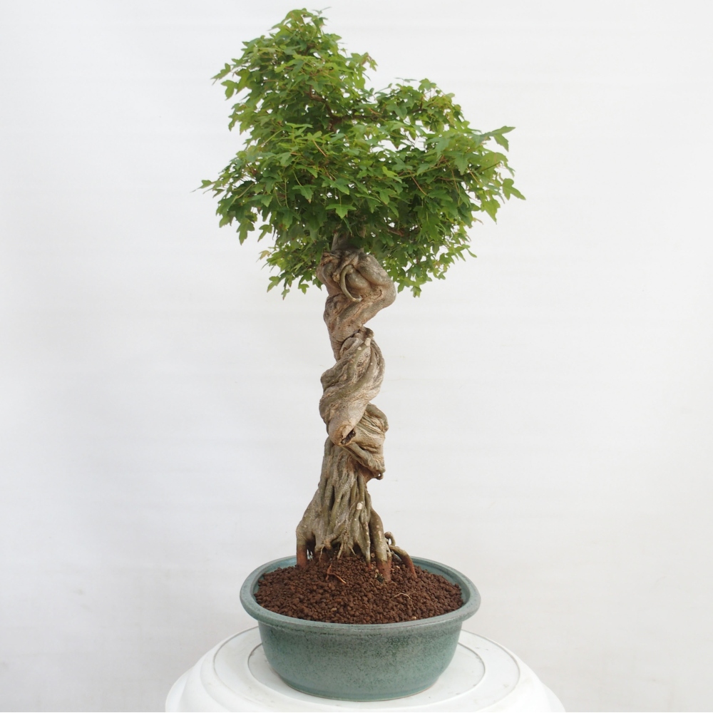 Bonsai im Freien - Ahorn Buergerianum - Burger Maple