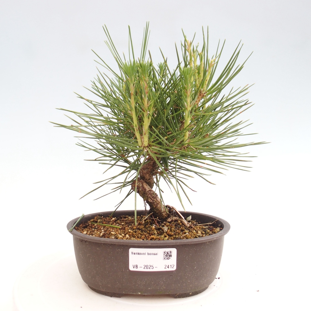 Bonsai im Freien - Pinus thunbergii - Thunbergia-Kiefer