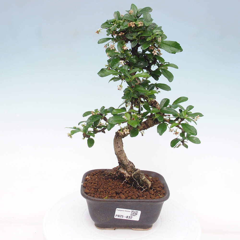 Indoor bonsai - Carmona macrophylla - Fuki tea