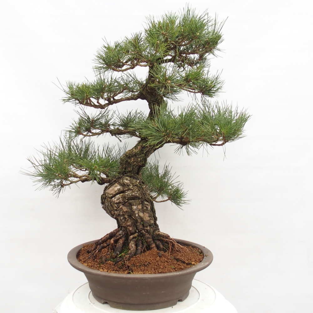 Outdoor-Bonsai - Pinus thunbergii - Thunbergkiefer