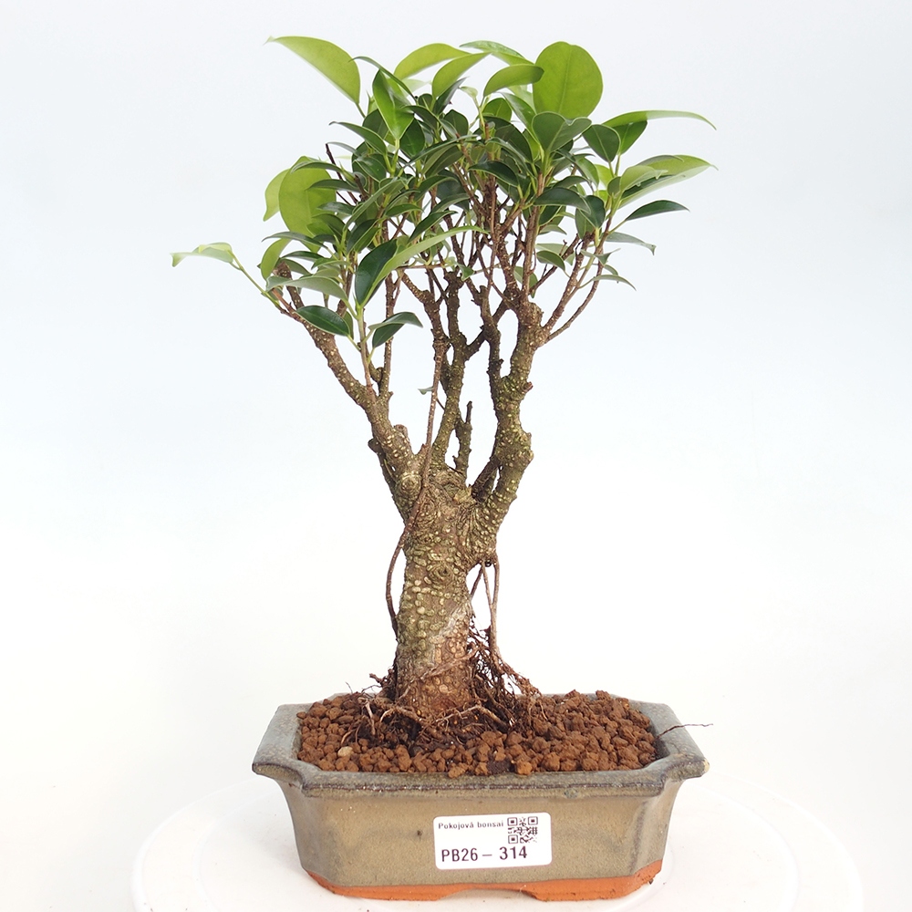 Zimmerbonsai - Ficus retusa - Kleinblättriger Ficus