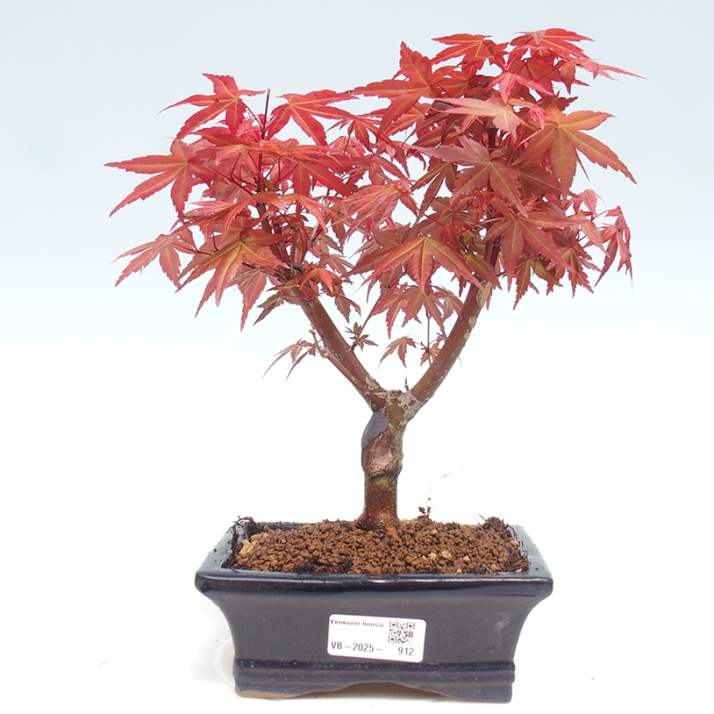 Outdoor bonsai - dlanitolistý klon - Acer palmatum DESHOJO