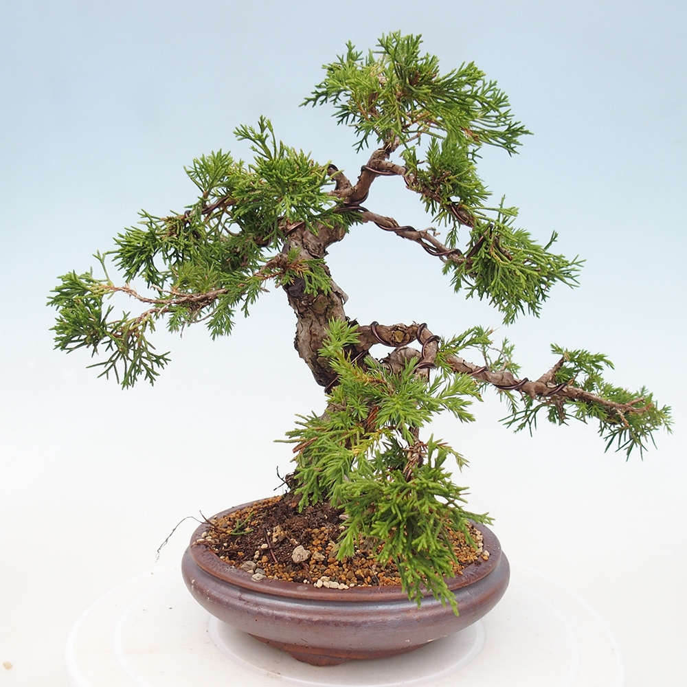 Outdoor bonsai - Juniperus chinensis Itoigawa - Chinese juniper