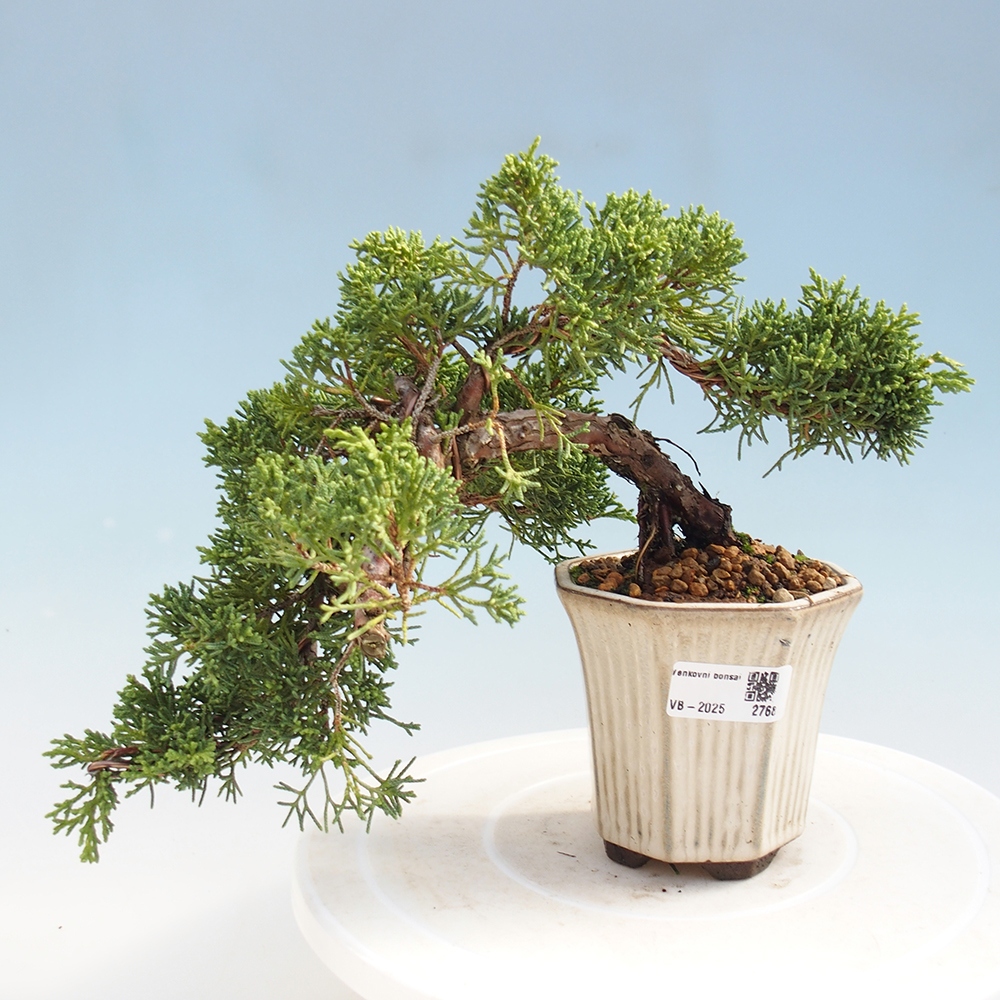 Bonsai im Freien - Juniperus chinensis Kishu - Chinesischer Wacholder