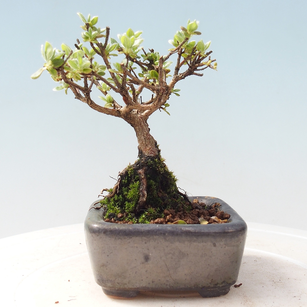 Outdoor-Bonsai - Rododendron indicum - Japanische Azalee