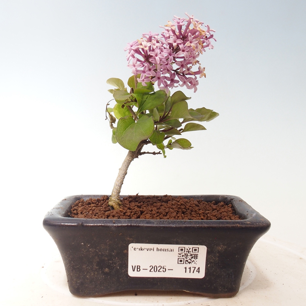 Bonsai im Freien – Syringa Meyeri Palibin – Meyers Flieder