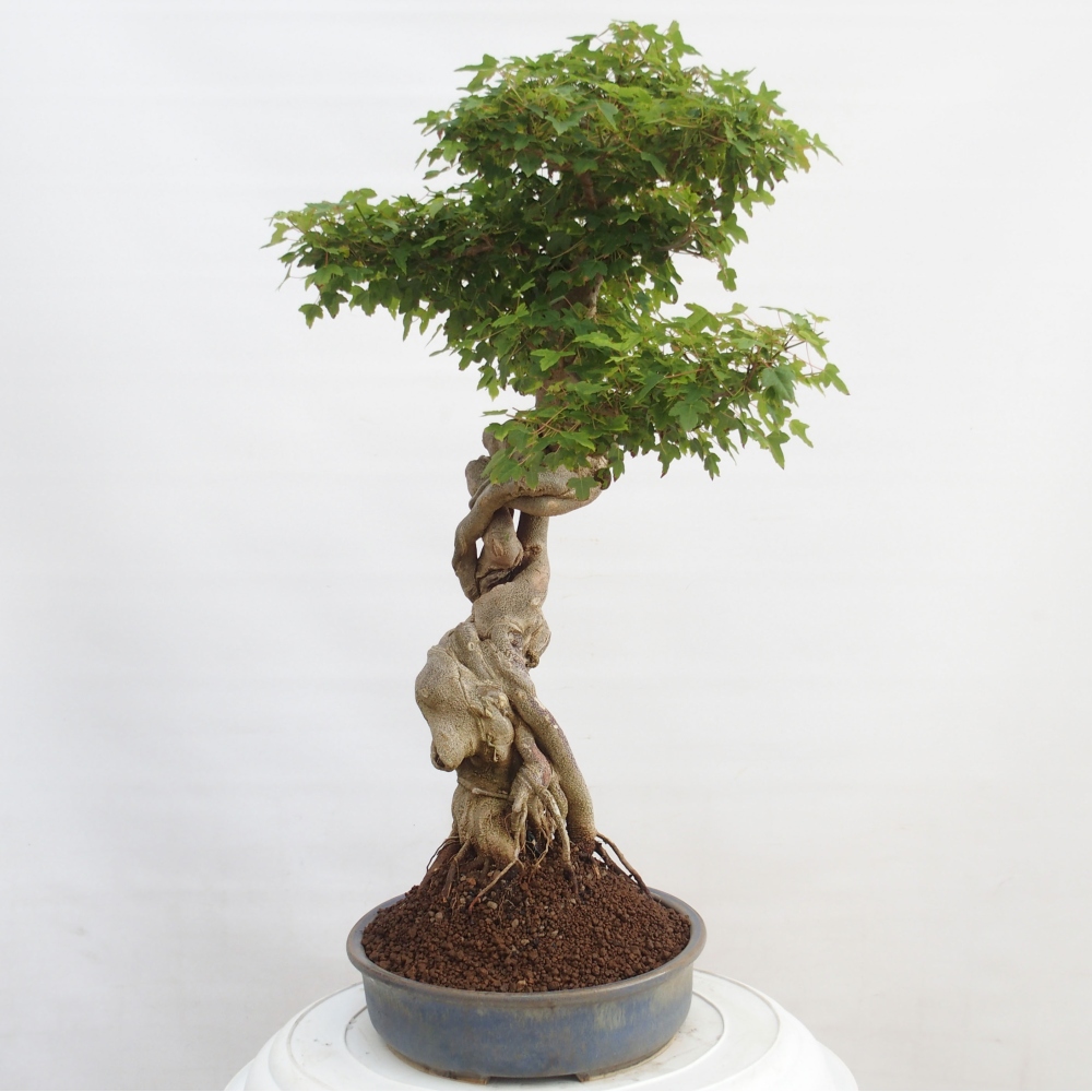 Bonsai im Freien - Ahorn Buergerianum - Burger Maple