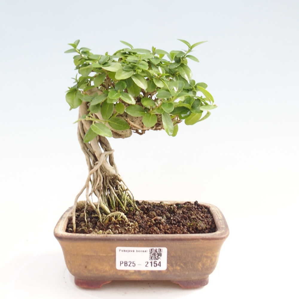 Zimmerbonsai - Premna serratifolia - Kozlovon kleinblättrig