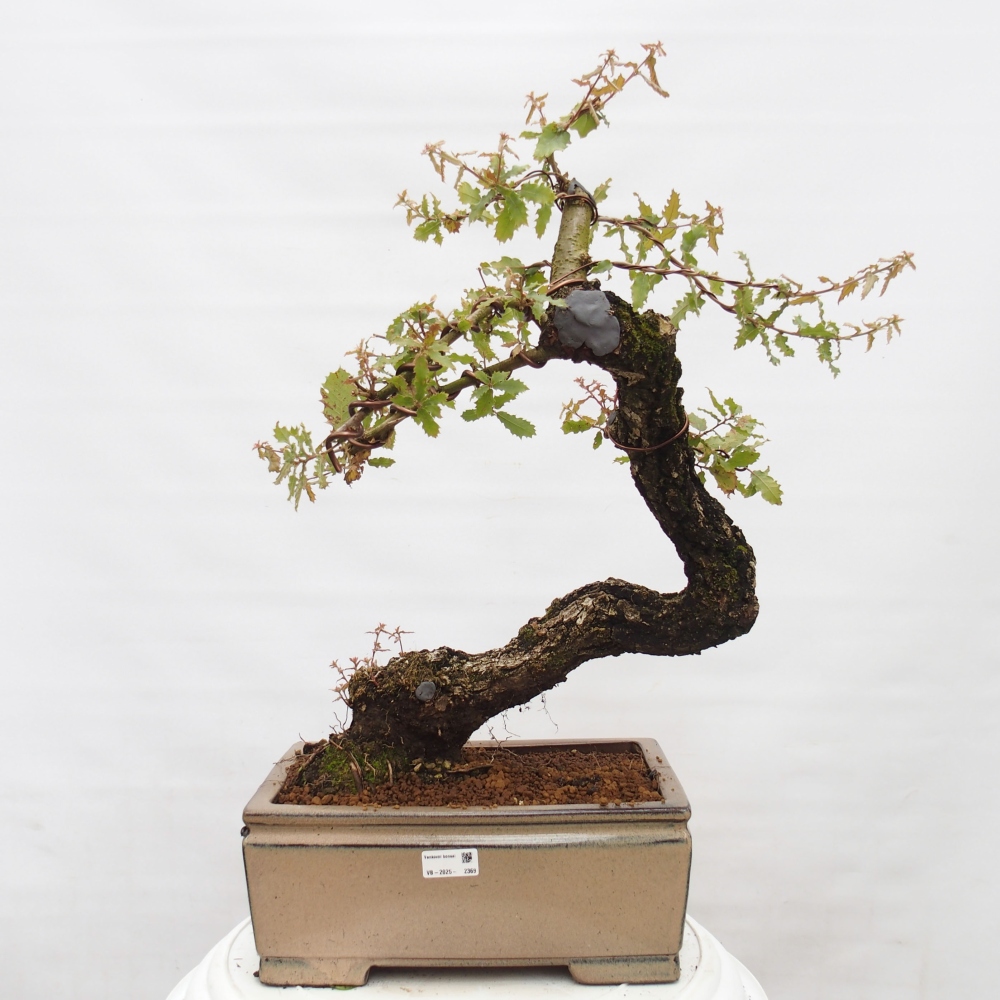 Yamadori - Quercus Ilex - Steineiche