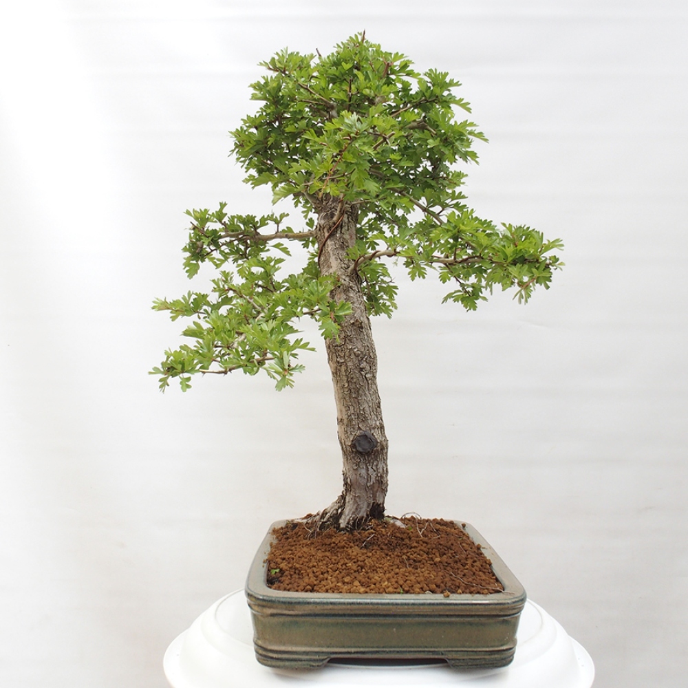 Bonsai im Freien - Weißdorn - Crataegus monogyna