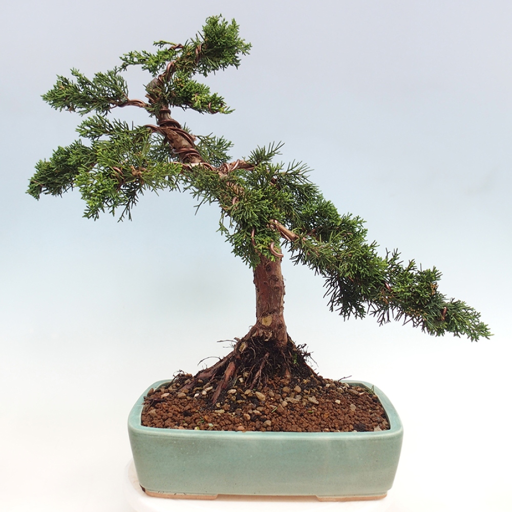 Outdoor-Bonsai - Juniperus chinensis Kishu - Chinesischer Wacholder