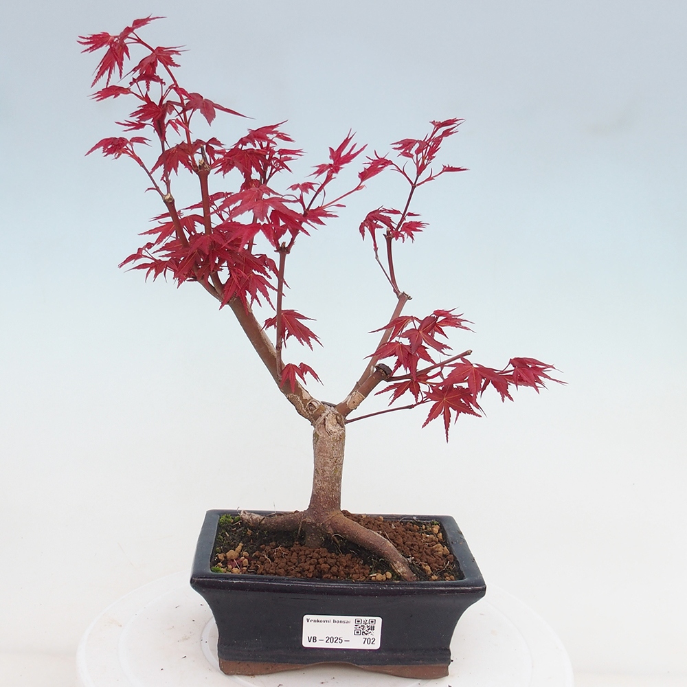 Outdoor bonsai - dlanitolistý klon - Acer palmatum DESHOJO
