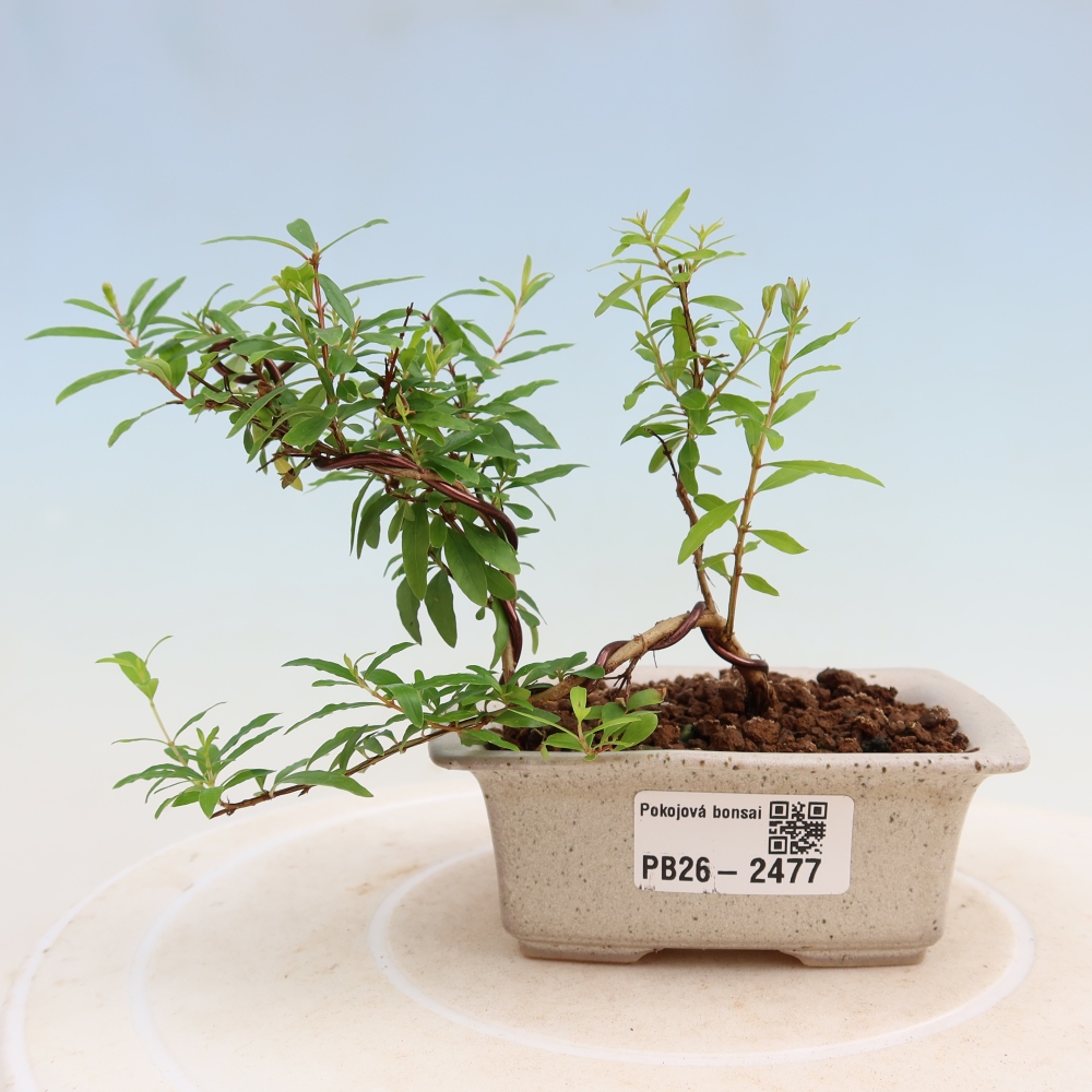 Zimmer-Bonsai-PUNICA granatum nana-Apfel-Granatapfel