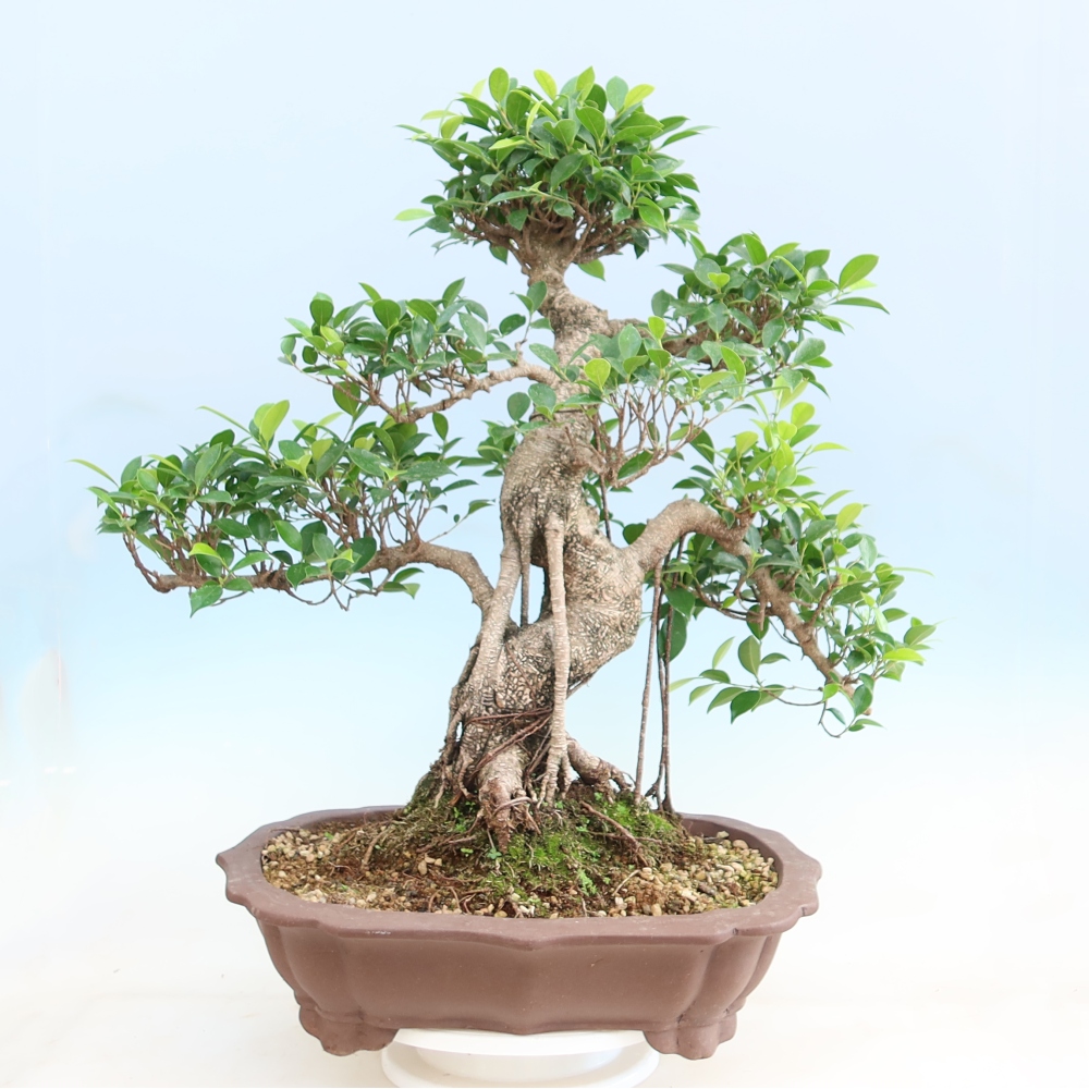 Zimmerbonsai - Ficus kimmen - Kleinblättriger Ficus