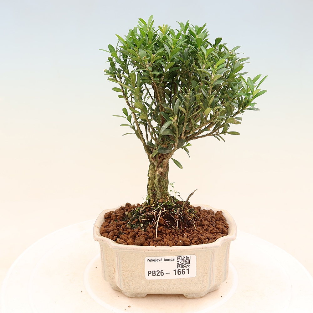 Zimmer Bonsai - Buxus harlandii - Korkbuxus