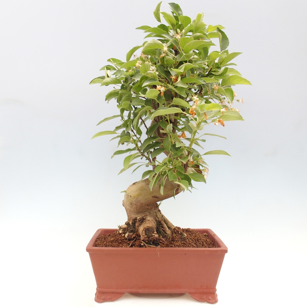 Bonsai im Freien - Malus halliana - Kleinfruchtiger Apfelbaum