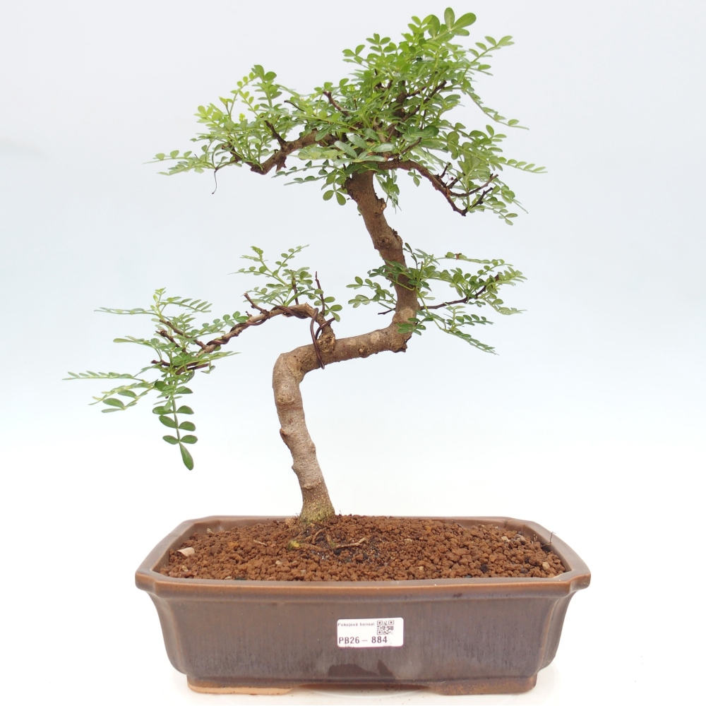 Zimmer Bonsai - Zantoxylum piperitum - Pfefferbaum