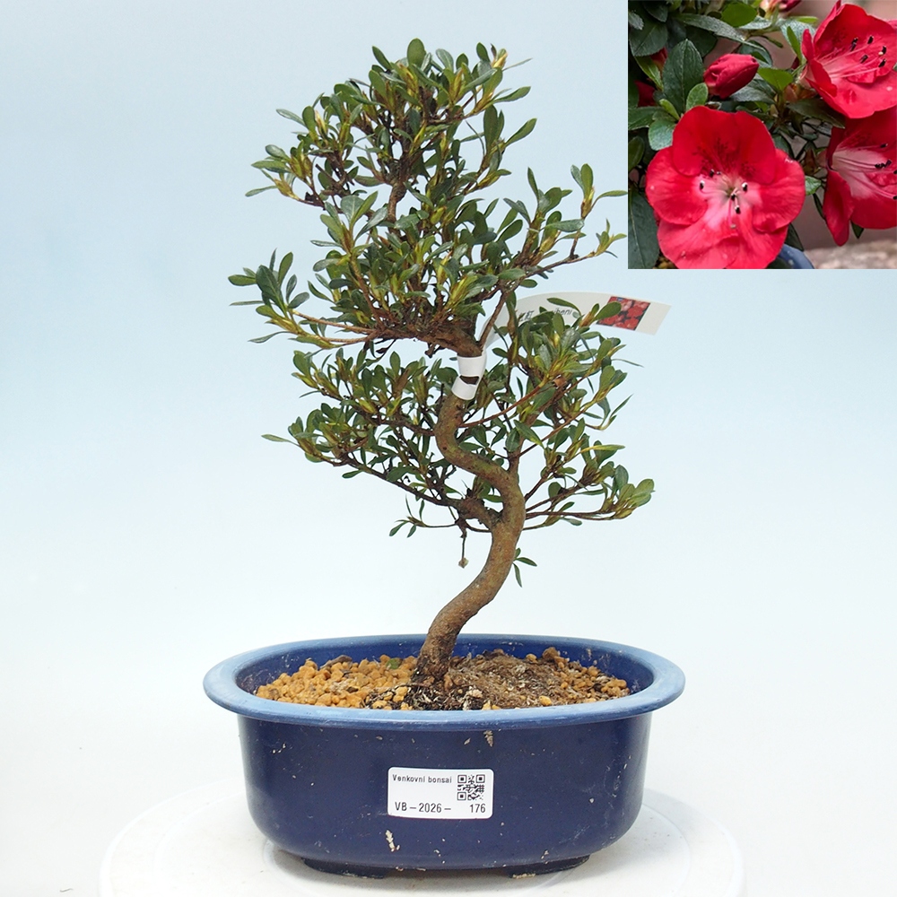 Bonsai für draußen - Japanische Azalee - Azalea Benibeni