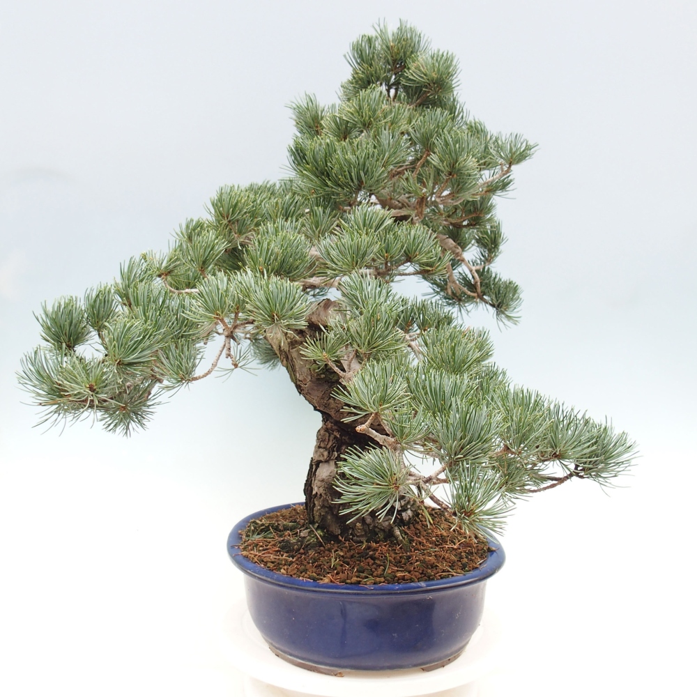 Bonsai im Freien - Pinus parviflora - kleine Kiefer