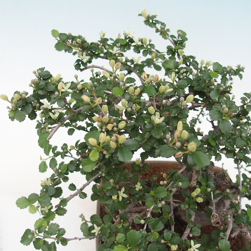 Zimmerbonsai - Grewia sp. - Kleinblättriges Grewie