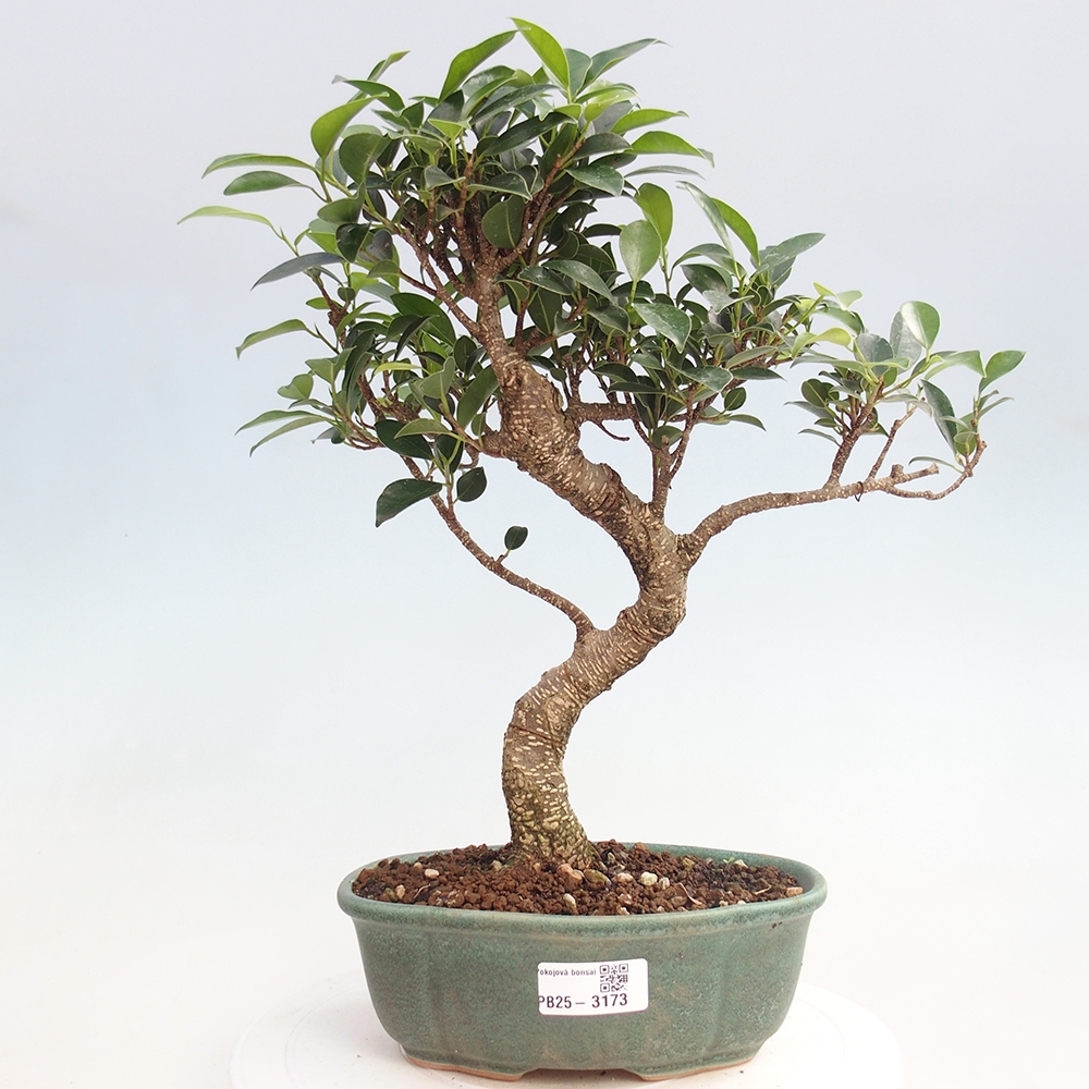 Indoor-Bonsai - Ficus retusa - kleiner Ficus