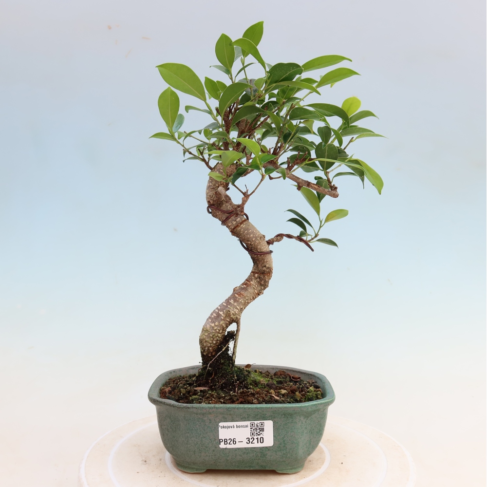 Zimmerbonsai - Ficus kimmen - Kleinblättriger Ficus