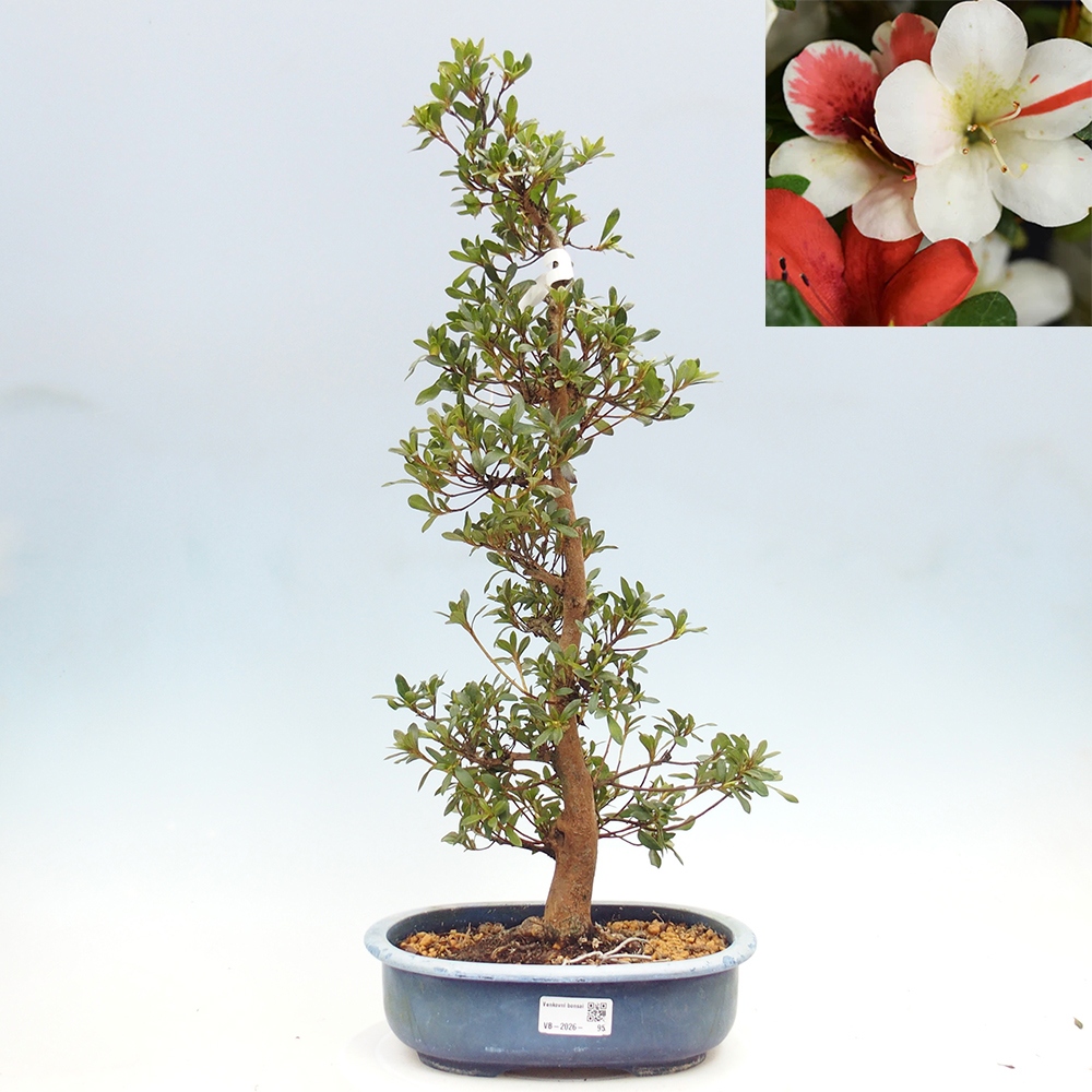 Bonsai für draußen - Japanische Azalee - Azalee Karenai-no-tenshi