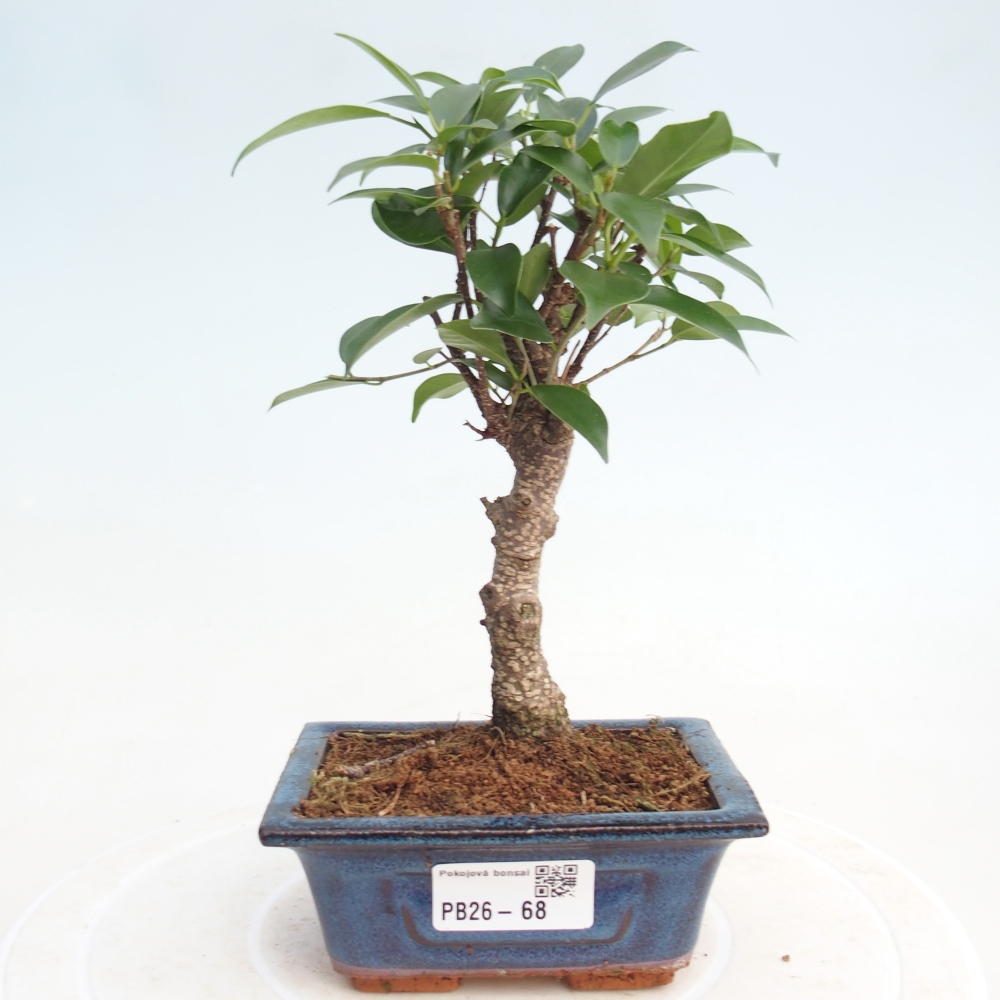 Zimmer Bonsai Ficus retusa kimmen