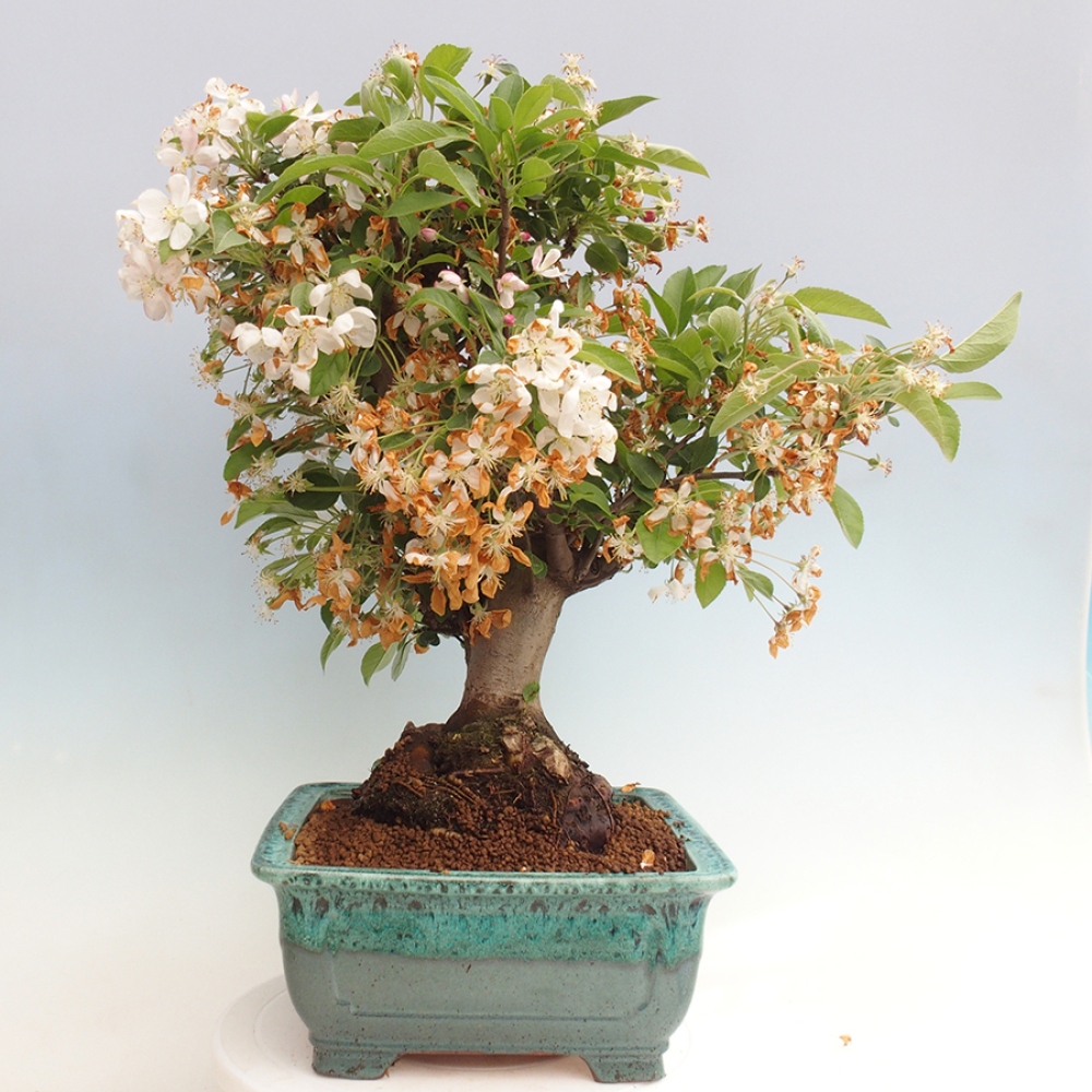 Bonsai im Freien - Malus halliana - Kleinfruchtiger Apfelbaum
