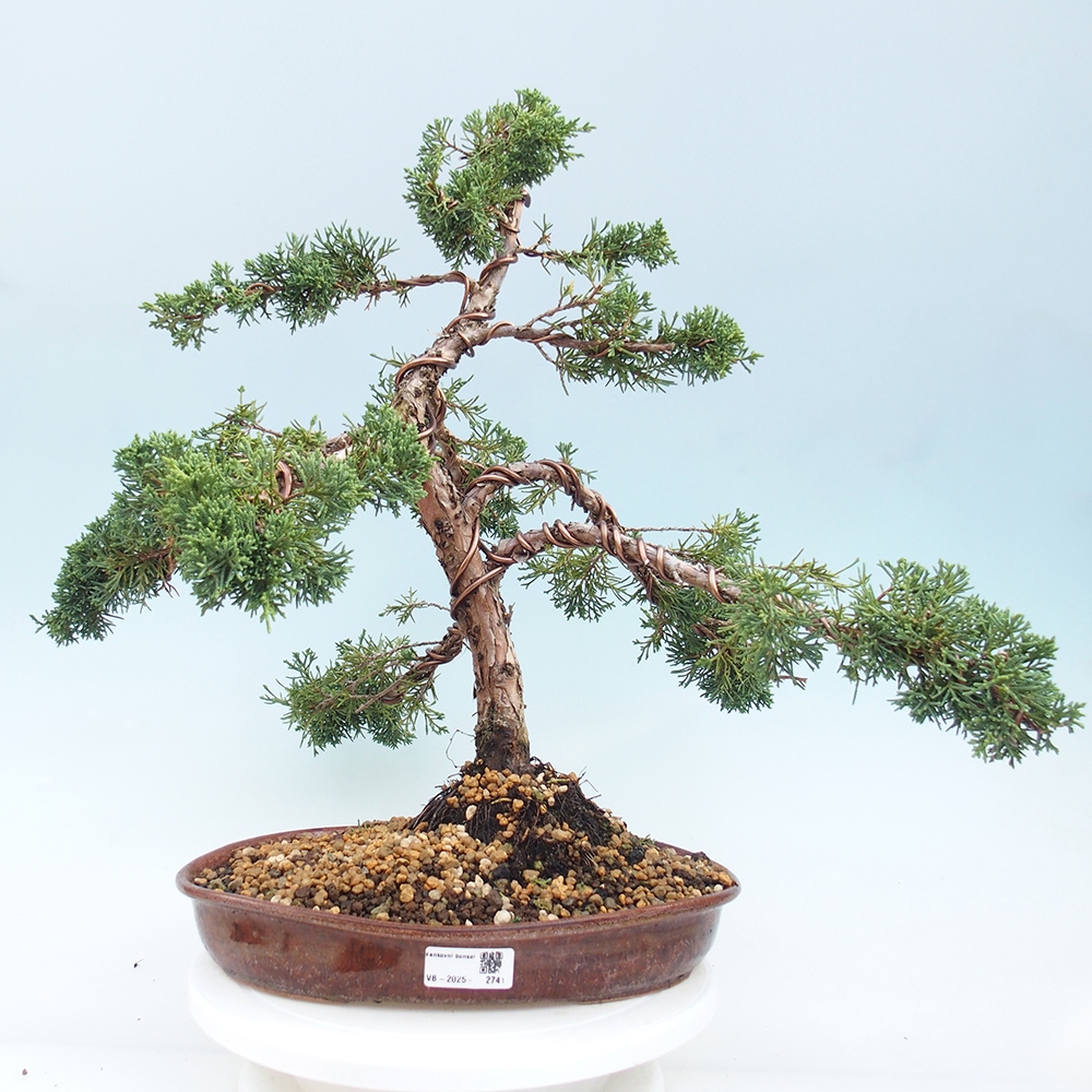Outdoor-Bonsai - Juniperus chinensis Kishu - Chinesischer Wacholder