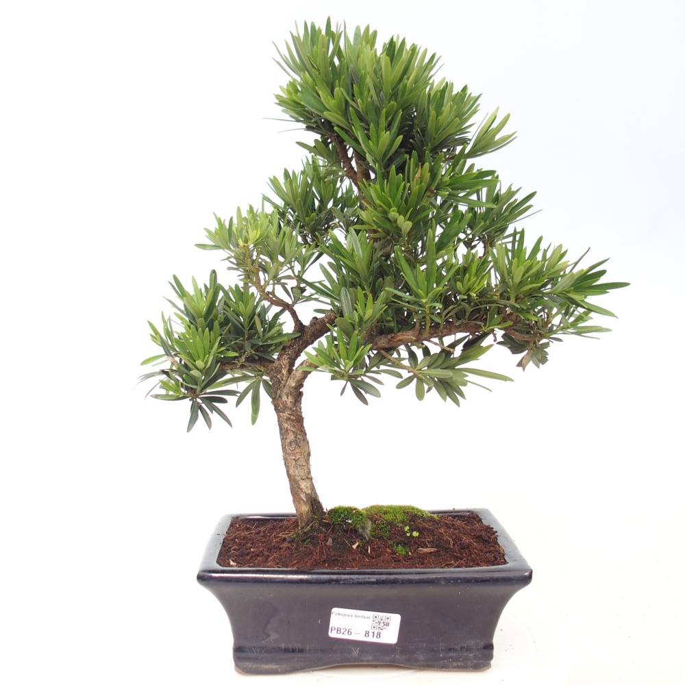 Zimmerbonsai - Podocarpus - Stein-Eibe