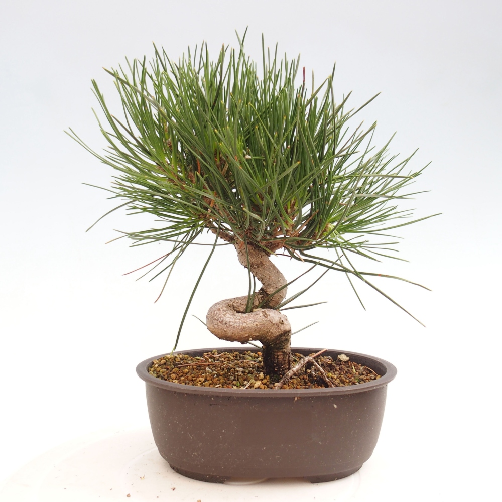 Bonsai im Freien - Pinus thunbergii - Thunbergia-Kiefer
