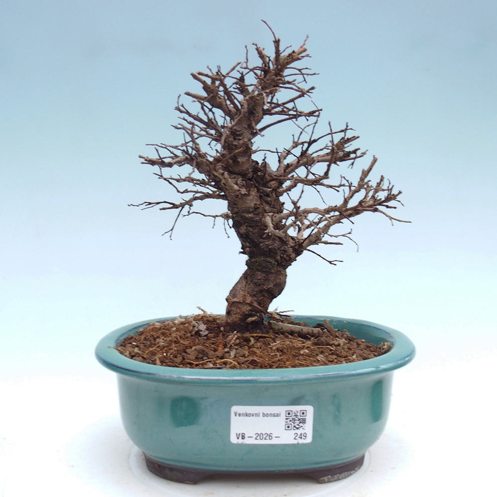 Bonsai für draußen - Zelkova - Zelkova NIRE