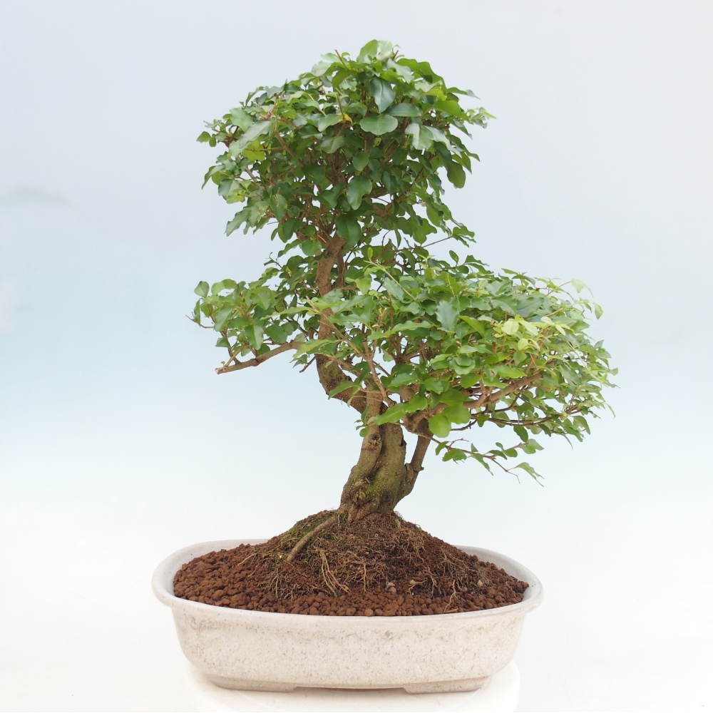 Zimmer Bonsai -Ligustrum chinensis - Vogelschnabel