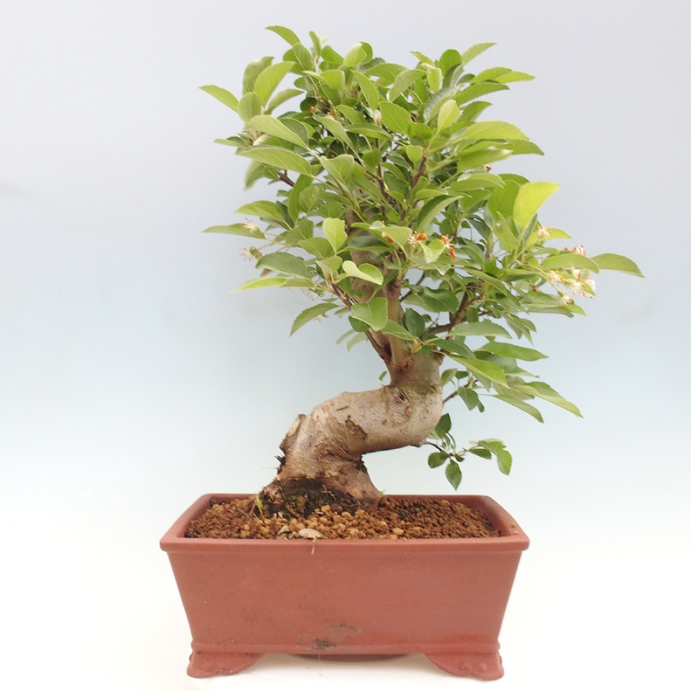 Bonsai im Freien - Malus halliana - Kleinfruchtiger Apfelbaum
