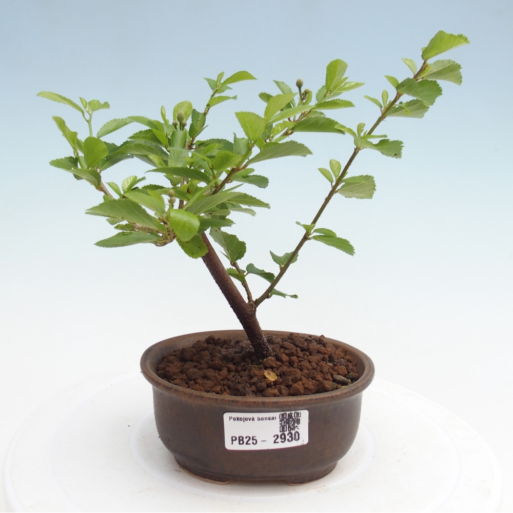 Zimmerbonsai - Grewia occidentalis - Lavendelstern